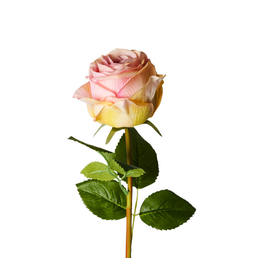 ROSA  "REAL TOUCH" ROSA