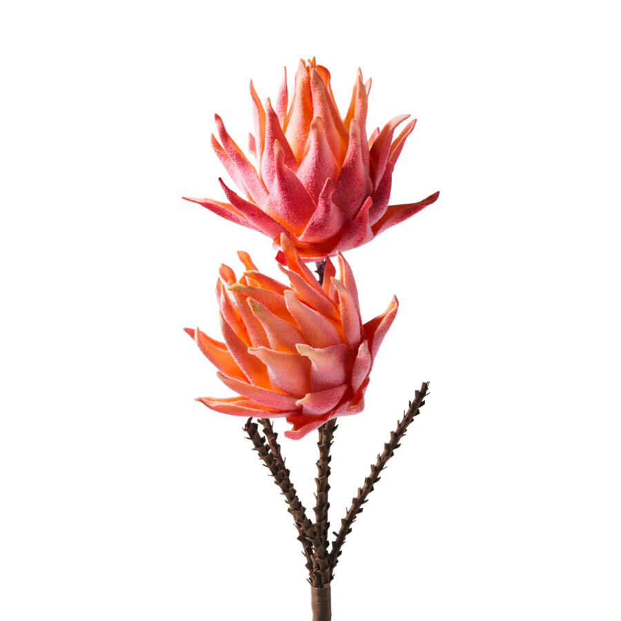DOPPIA PROTEA ROSA