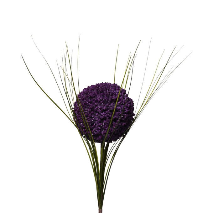 POM POM VIOLA