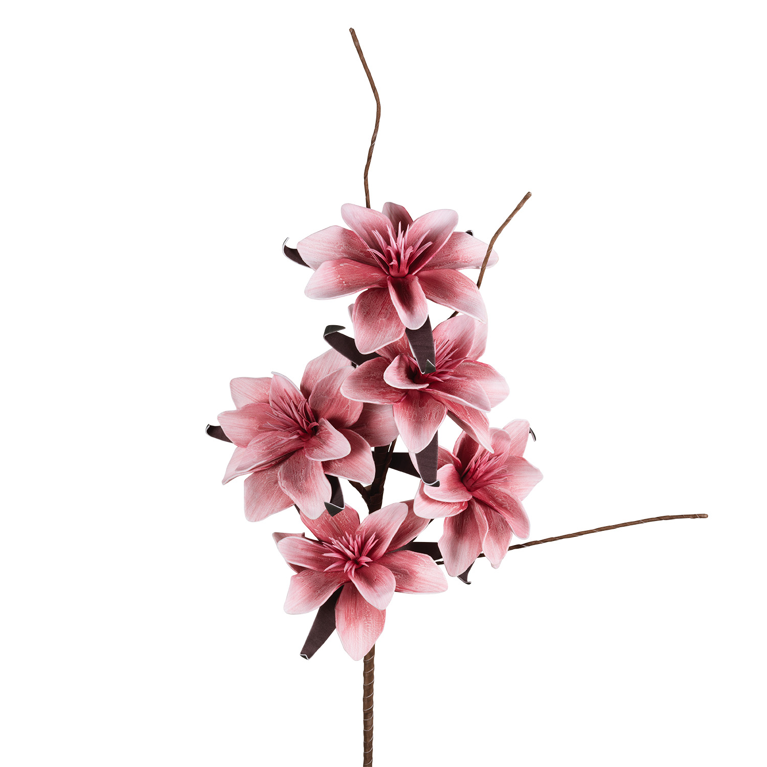 MAGNOLIA ROSA